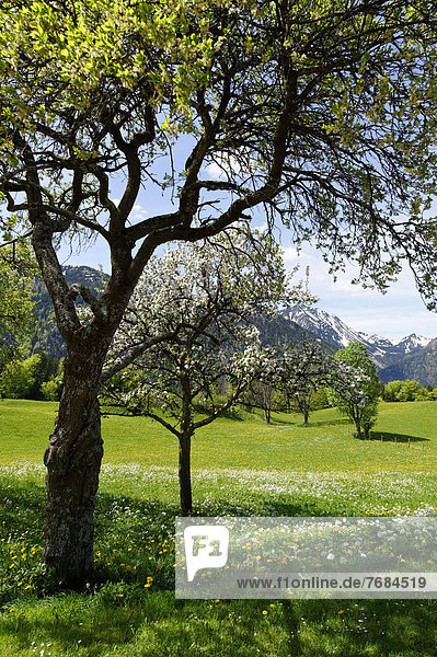 Frühlingswiesen mit blühenden Obstbäumen  Streuobstwiesen auf Hochkreuth im Leitzachtal  bei Bayrischzell  Oberbayern  Bayern  Deutschland  Europa