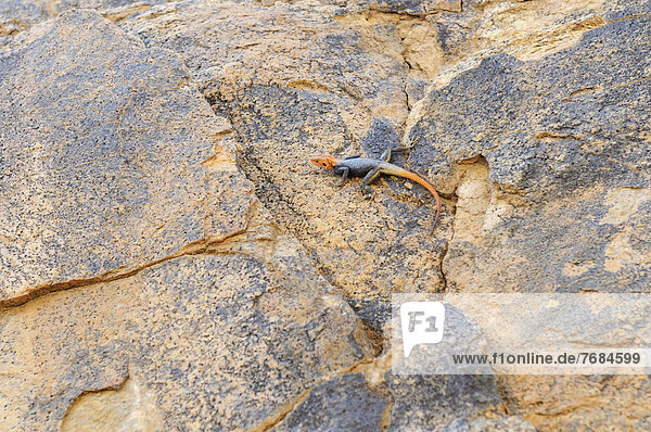 Namibische Fels-Agame (Agama planiceps)  Tsisab-Schlucht  Brandberg  Damaraland  Namibia  Afrika