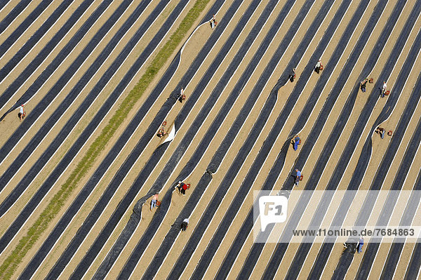 Aerial view  asparagus field being harvested
