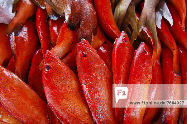 Frischer Fisch am Fischmarkt in Pointe à Pitre  Guadeloupe  Karibik  Kleine Antillen