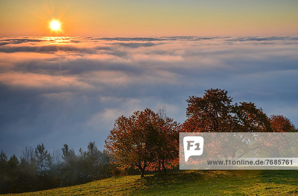 Herbstliche Bäume mit Nebelmeer bei Sonnenaufgang  Oststeirisches Hügelland  Österreich  Europa