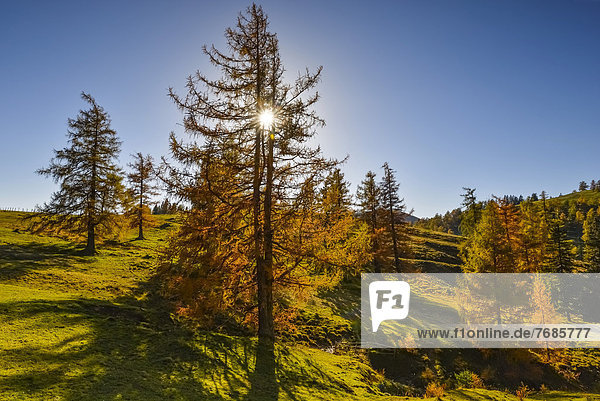 Lärchen (Larix) im Herbst mit Sonnenstrahlen  Teichalm  Almenland  Steiermark  Österreich  Europa