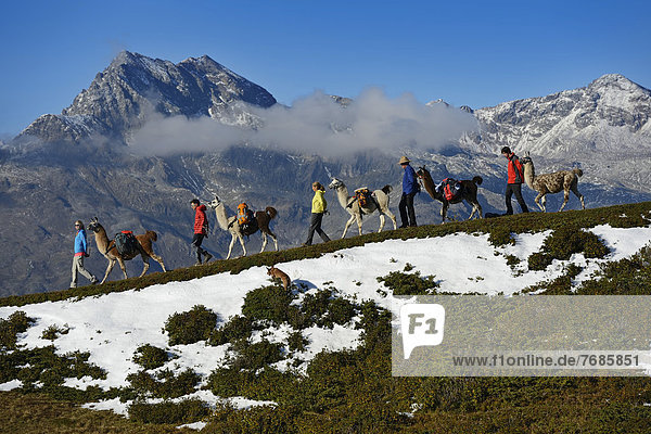 Llama tour to the summit of Boeses Weibele Mountain in the Defregger Group  Carnic Dolomites  Upper Lienz  Puster Valley  East Tyrol  Austria  Europe
