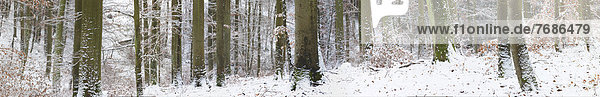 Verschneiter Winterwald  Buchenwald und Eichenwald  Mittelgebirge  Westerwald  Solms  Lahn-Dill Kreis  Hessen  Deutschland  Europa