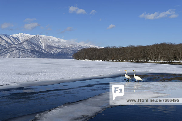 Singschwäne (Cygnus cygnus)  am Rand des zugefrorenen Sees stehend