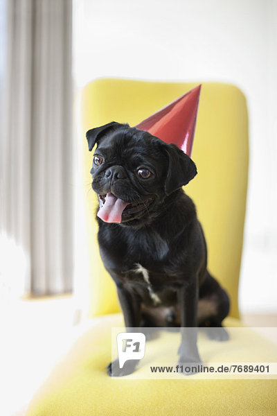 Keuchender Hund mit Partyhut auf dem Stuhl