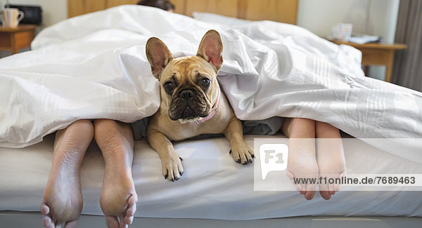 Dog laying under covers with couple