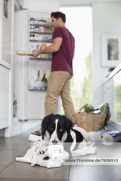 Hund beim Kauen von Toilettenpapier in der Küche
