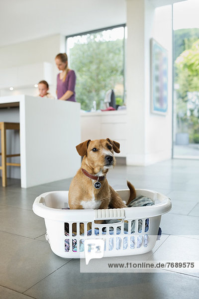 Hund im Wäschekorb in der Küche sitzend