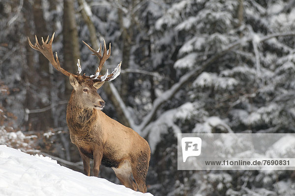 Red deer (Cervus elaphus)  stag  in the snow