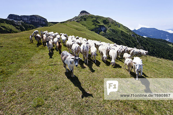 Flock of sheep in front of Cornet Mountain and Dos d'Abramo Mountain  Trentino  Italy  Europe