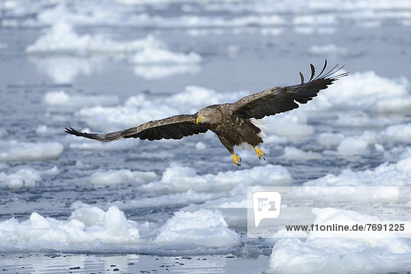 White-tailed Eagle or Sea Eagle (Haliaeetus albicilla)  in flight above drifting ice