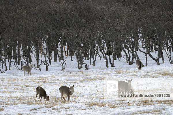 Hokkaido sika deer  Spotted deer or Japanese deer (Cervus nippon yesoensis)  standing in a snow-covered landscape