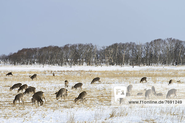 Hokkaido sika deer  Spotted deer or Japanese deer (Cervus nippon yesoensis)  feeding in a snow-covered landscape