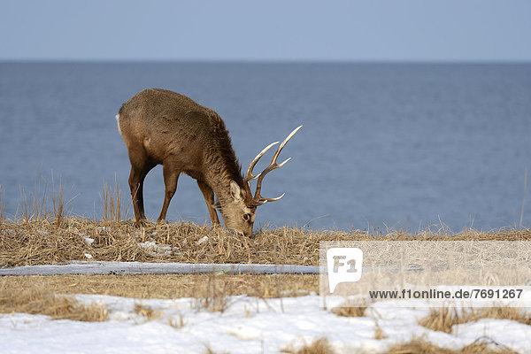 Hokkaido sika deer  Spotted deer or Japanese deer (Cervus nippon yesoensis)  male  stag  foraging for food  Sea of ??Okhotsk at back