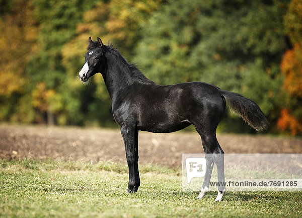 Black Wuerttemberg foal  standing on an autumnal meadow