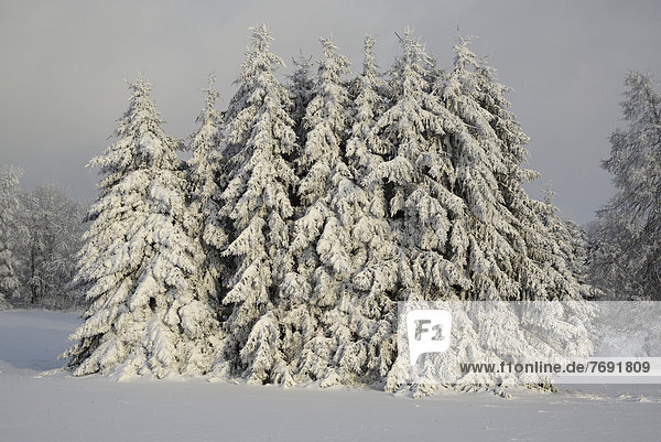 Tannen im Schnee  Vogelsberg  Hessen  Deutschland  Europa