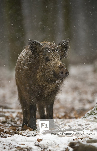 Wildschwein (Sus scrofa) im Winter