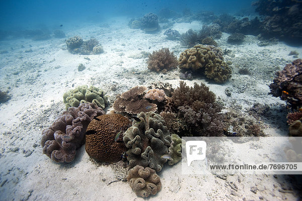 Sandiger Meeresboden  zum Teil bewachsen mit intakten Korallen