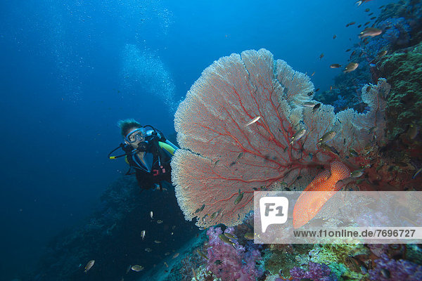 Scuba diver behind a sea fan watching a Miniata grouper  jewel grouper (Cephalopholis miniata)  Richelieu Rock