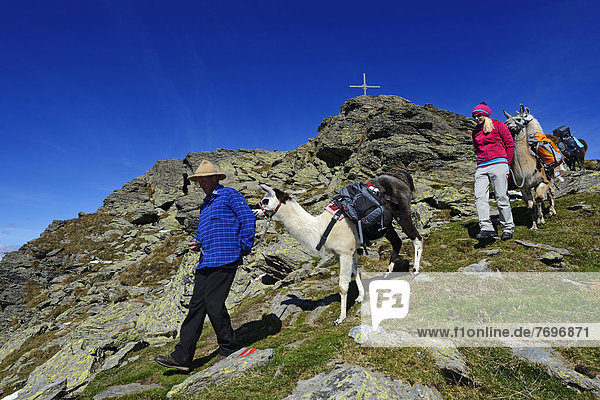 Lama-Tour auf den Gipfel Böses Weibele in der Defregger-Gruppe  Karnische Dolomiten  Oberlienz  Pustertal  Osttirol  Österreich  Europa