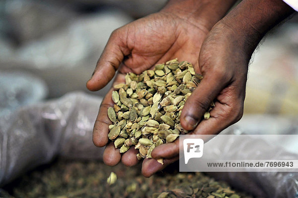 Hands holding cardamom  spice storage  Jew Town  Kochi or Cochin  Kerala  South India  India  Asia