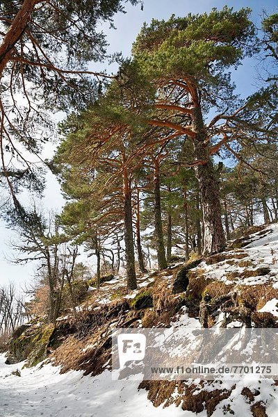 Madrid  Hauptstadt  Kiefer  Pinus sylvestris  Kiefern  Föhren  Pinie  Spanien