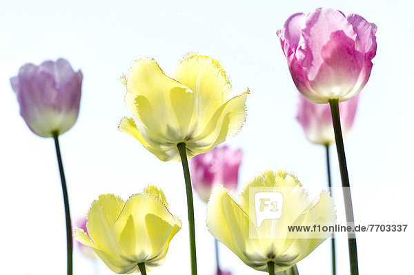 Blühende bunte Tulpen (Tulipa)
