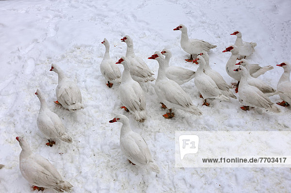 Warzenenten  Haustierform der Moschusente (Cairina moschata)  im Schnee auf einem Bauernhof