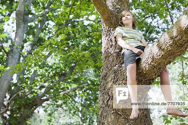 Lächelnder Junge im Baum sitzend