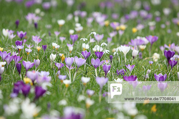 Purpurrote Blumen wachsen auf grasbewachsenem Feld