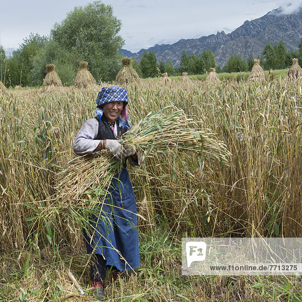 Woman Gathering Wheat In Field  Lhasa  Tibet  Xizang  China