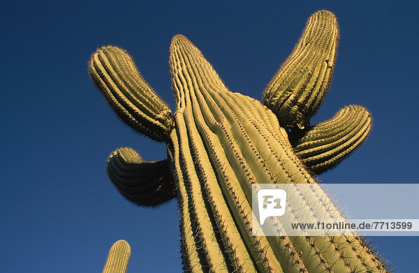 Detail Of Saguaro Cactus