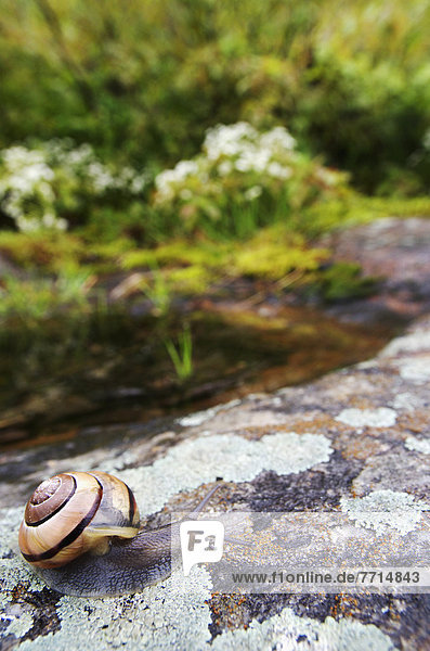 Snail On A Rock  Pointe-Des-Cascades Quebec Canada