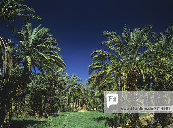 Palm Tree Grove In Draa Valley