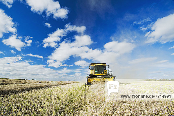 A Combine Harvester Works In A Canola Field During The Harvest  Somerset Manitoba Canada