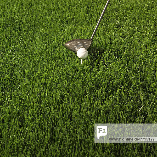 Gras  Ball Spielzeug  Golfsport  Golf  Verein