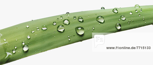 Detail  Details  Ausschnitt  Ausschnitte  Wasser  bedecken  Pflanzenblatt  Pflanzenblätter  Blatt  grün  heraustropfen  tropfen  undicht  Close-up  close-ups  close up  close ups