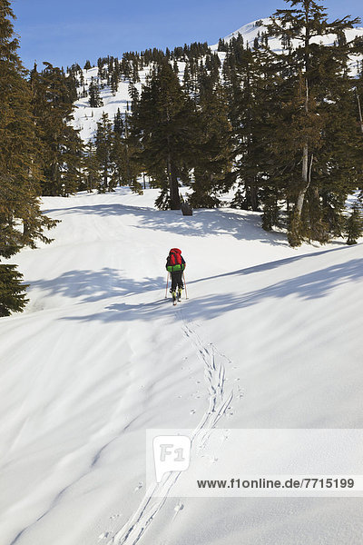 A Skier Ascending The Trail Enroute To Mount Steele Cabin In Tetrahedron Provincial Park  British Columbia Canada