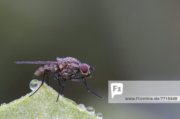 Fly Covered With Dew  Les Cedres Quebec Canada