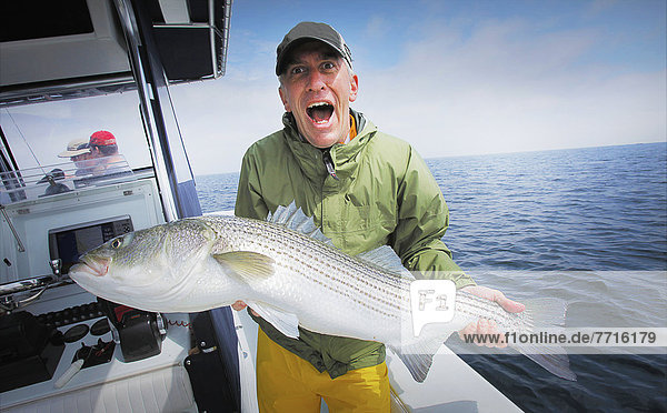 Excited man holding a striped bass  cape cod massachusetts usa