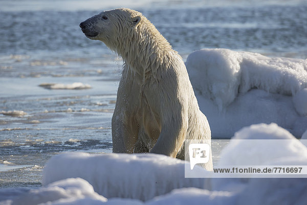 Eisbär  Ursus maritimus  nass  schwimmen  Bucht