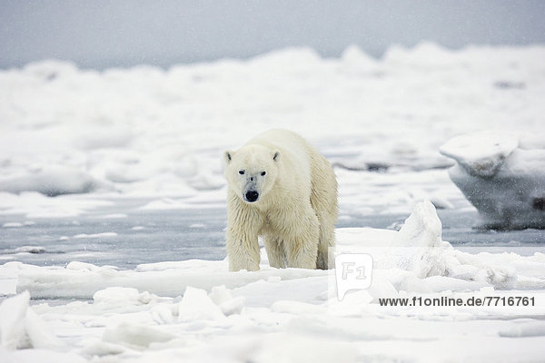 Eisbär  Ursus maritimus  Wasserrand  gehen  Eis  Bucht