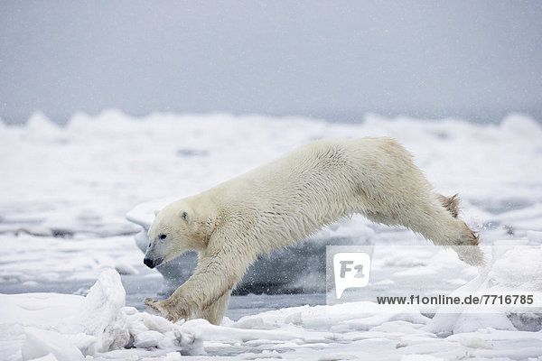Eisbär  Ursus maritimus  Eis  springen  Eisscholle
