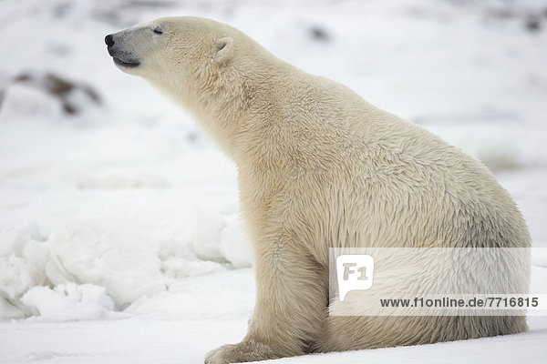 Eisbär  Ursus maritimus  sitzend  Schnee