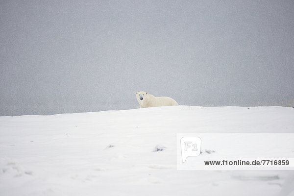 Eisbär  Ursus maritimus  stehend  Schnee