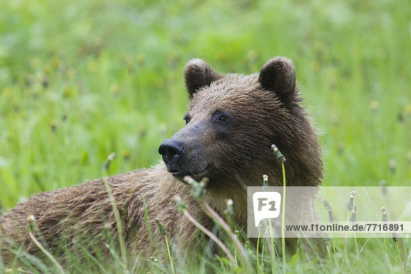 Grizzlybär  ursus horibilis  Grizzly  liegend  liegen  liegt  liegendes  liegender  liegende  daliegen  Gras