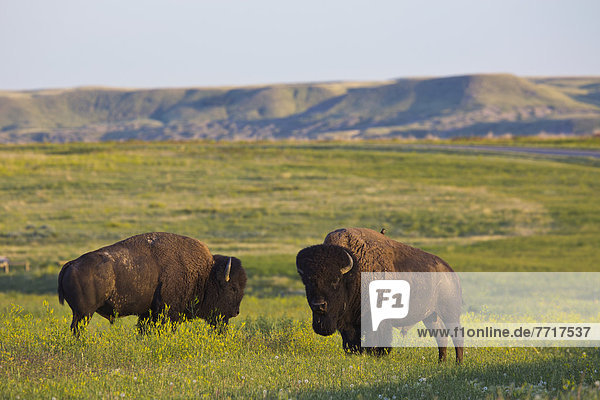 Bison in grasslands national park Saskatchewan canada