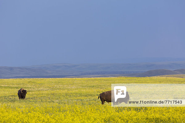 Bison in grasslands national park Saskatchewan canada