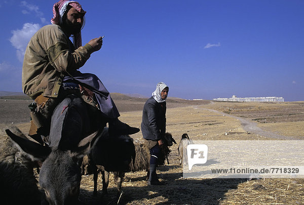 Bedouin Herdsmen